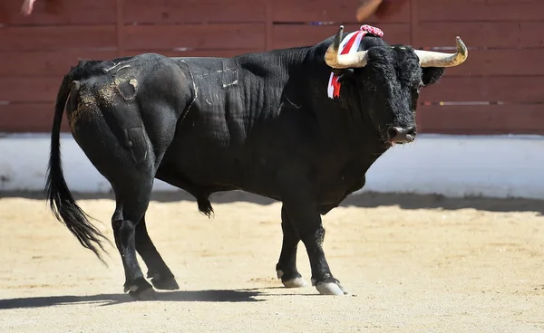 闘牛の伝統的な光景で黒の強い雄牛 — ストック写真