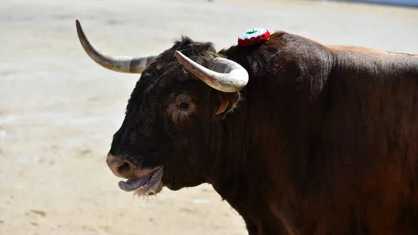 Toro Negro Fuerte Tradicional Espectáculo Corridas Toros —  Fotos de Stock