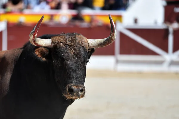 Toro Negro Fuerte Tradicional Espectáculo Corridas Toros —  Fotos de Stock