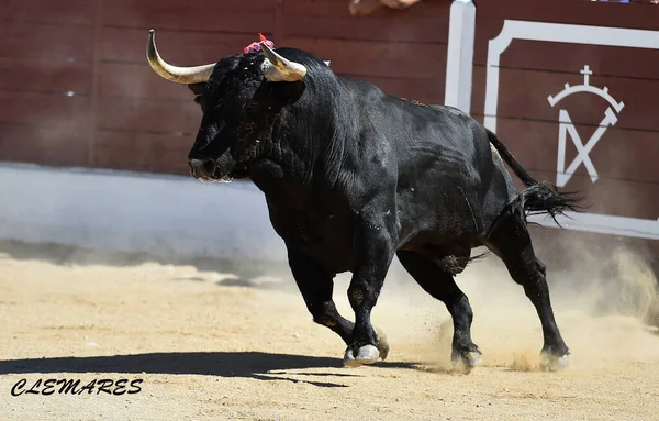 闘牛の伝統的な光景で黒の強い雄牛 — ストック写真