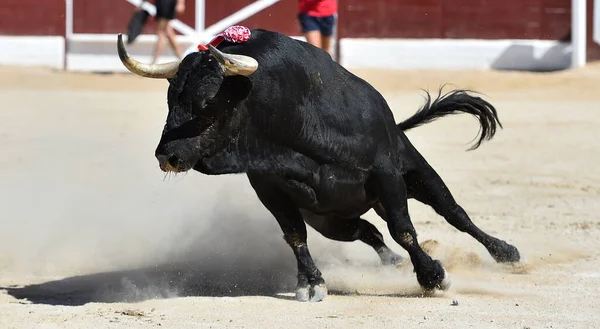 传统斗牛场面中的黑壮公牛 — 图库照片
