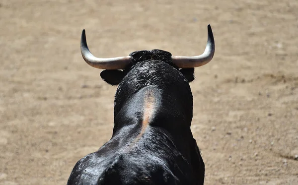 Hörner Eines Starken Spanischen Stiers Der Stierkampfarena — Stockfoto