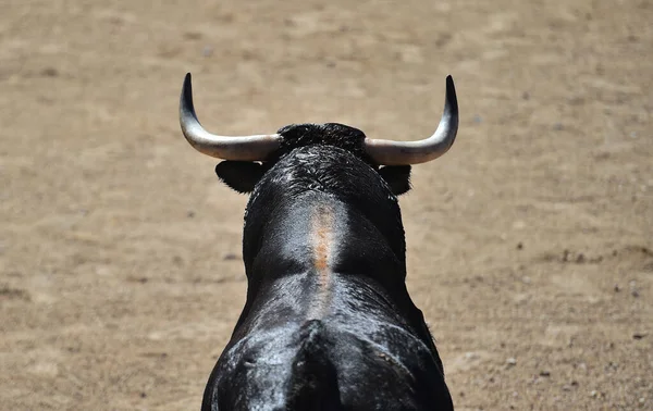 Horns Strong Spanish Bull Bullring — Stock Photo, Image