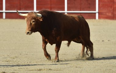 İspanya 'da geleneksel bir boğa güreşi gösterisinde büyük boynuzlu güçlü bir İspanyol boğası.