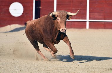 İspanya 'da geleneksel bir boğa güreşi gösterisinde büyük boynuzlu güçlü bir İspanyol boğası.