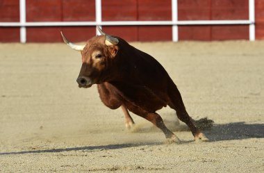 İspanya 'da geleneksel bir boğa güreşi gösterisinde büyük boynuzlu güçlü bir İspanyol boğası.
