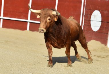 İspanya 'da geleneksel bir boğa güreşi gösterisinde büyük boynuzlu güçlü bir İspanyol boğası.