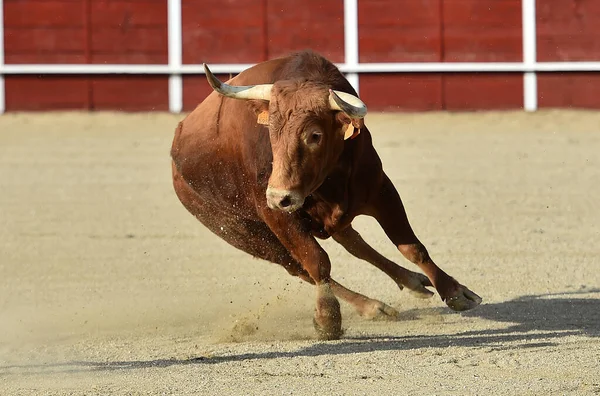 Touro Espanhol Forte Com Chifres Grandes Espetáculo Tradicional Tourada Espanha — Fotografia de Stock