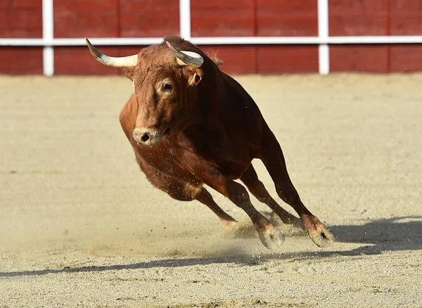 Een Sterke Spaanse Stier Met Grote Hoorns Een Traditioneel Spektakel — Stockfoto