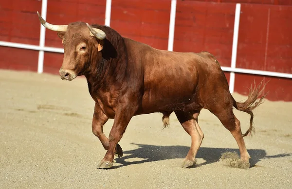 Forte Toro Spagnolo Con Grandi Corna Uno Spettacolo Tradizionale Corrida — Foto Stock