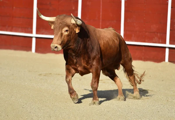 Banteng Spanyol Yang Kuat Dengan Tanduk Besar Dalam Tontonan Tradisional — Stok Foto