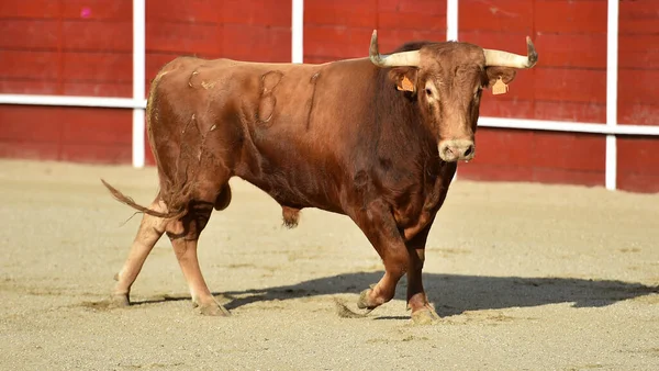 Een Sterke Spaanse Stier Met Grote Hoorns Een Traditioneel Spektakel — Stockfoto