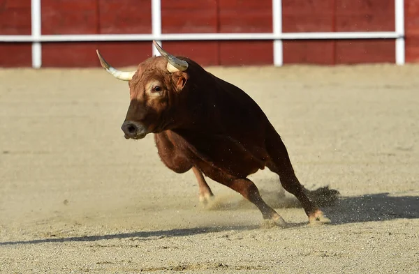 Ένας Ισχυρός Ισπανικός Ταύρος Μεγάλα Κέρατα Ένα Παραδοσιακό Θέαμα Ταυρομαχίας — Φωτογραφία Αρχείου