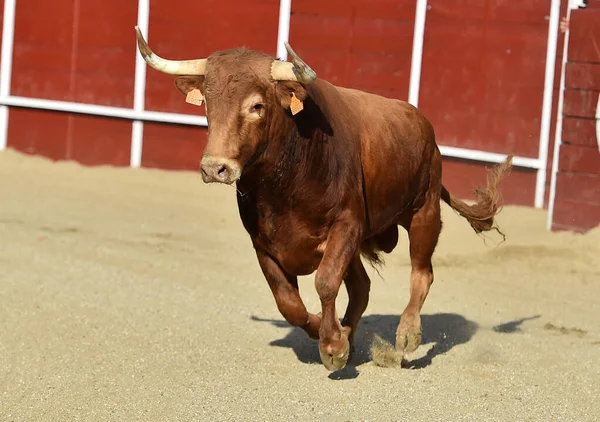 Taureau Espagnol Fort Avec Grandes Cornes Dans Spectacle Traditionnel Corrida — Photo