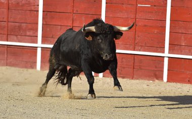 İspanyol boğası geleneksel boğa güreşi gösterisinde
