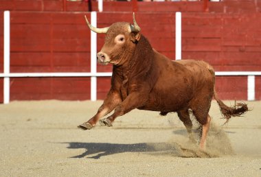 İspanyol boğası geleneksel boğa güreşi gösterisinde
