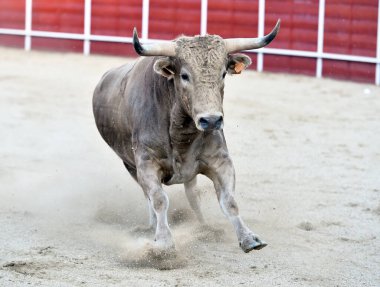 İspanyol boğası geleneksel boğa güreşi gösterisinde