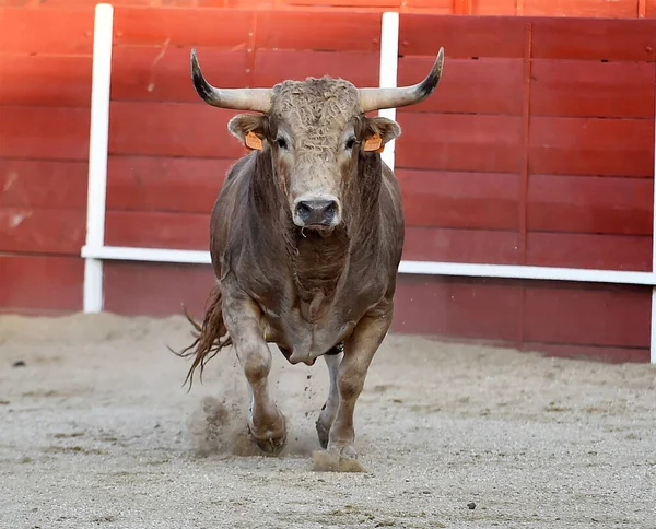 闘牛の伝統的な光景でスペインの雄牛は — ストック写真