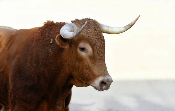 Spanischer Stier Beim Traditionellen Stierkampf Spektakel — Stockfoto
