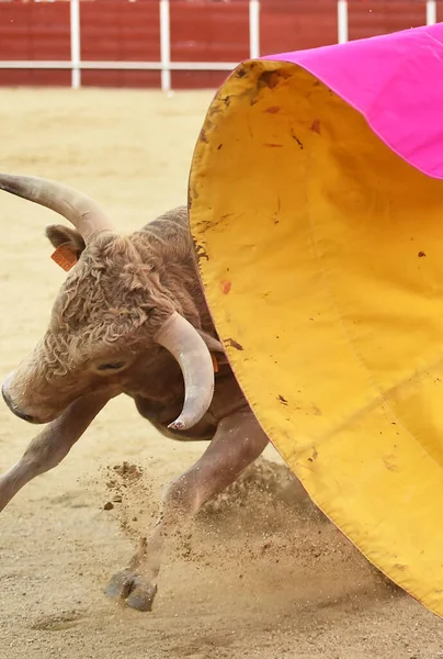 Spanish Bull Traditional Spectacle Bullfight — Stock Photo, Image