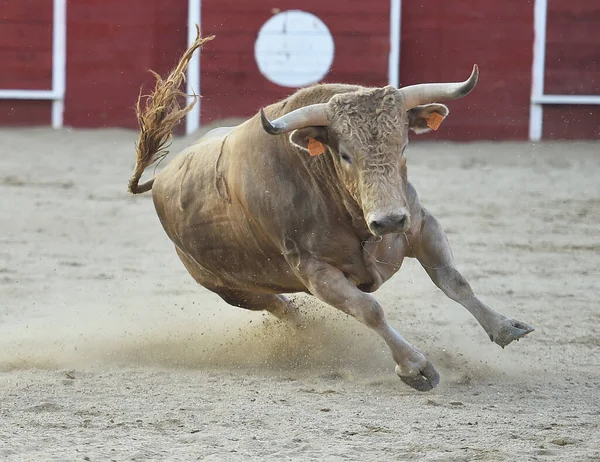 闘牛の伝統的な光景でスペインの雄牛は — ストック写真