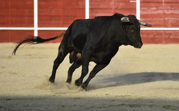 Spaanse Stier Het Traditionele Spektakel Van Stierenvechten — Stockfoto