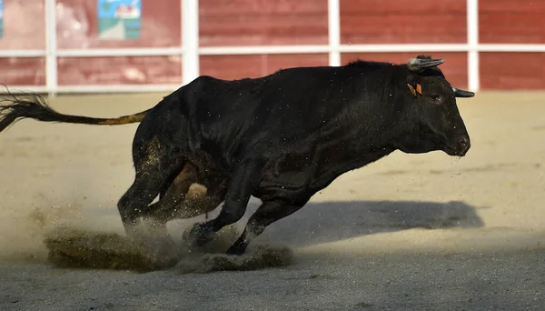 Spanischer Stier Beim Traditionellen Stierkampf Spektakel — Stockfoto