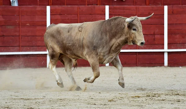 Spanyol Banteng Dalam Tontonan Tradisional Pertarungan Banteng — Stok Foto