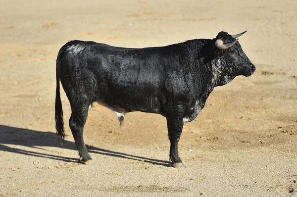 スペインの闘牛の伝統的な光景に大きな角を持つ強力な雄牛 — ストック写真