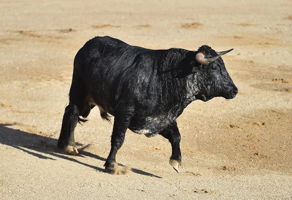 Powerful Bull Big Horns Traditional Spectacle Bullfight Spain — Stock Photo, Image