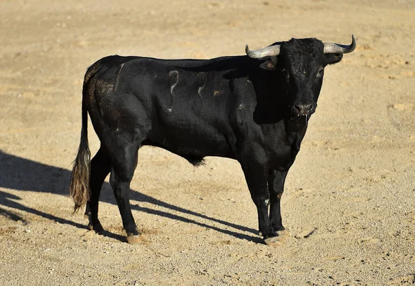 Poderoso Toro Con Cuernos Grandes Espectáculo Tradicional Corridas Toros España — Foto de Stock