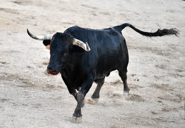 Touro Poderoso Com Chifres Grandes Espetáculo Tradicional Tourada Espanha — Fotografia de Stock