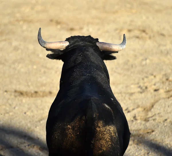 Powerful Bull Big Horns Traditional Spectacle Bullfight Spain — Stock Photo, Image