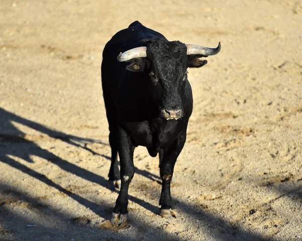 スペインの闘牛の伝統的な光景に大きな角を持つ強力な雄牛 — ストック写真