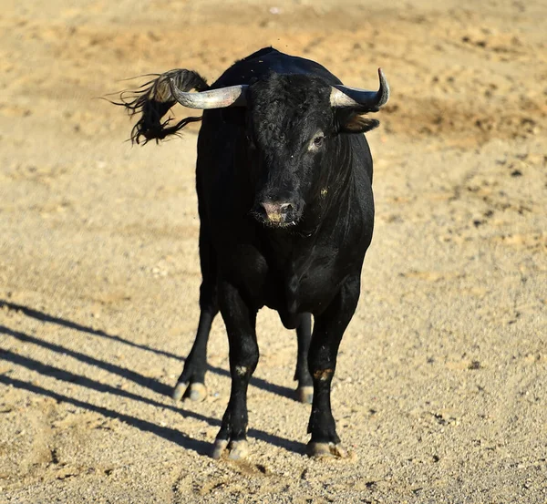 Kraftfull Tjur Med Stora Horn Ett Traditionellt Spektakel Tjurfäktning Spanien — Stockfoto