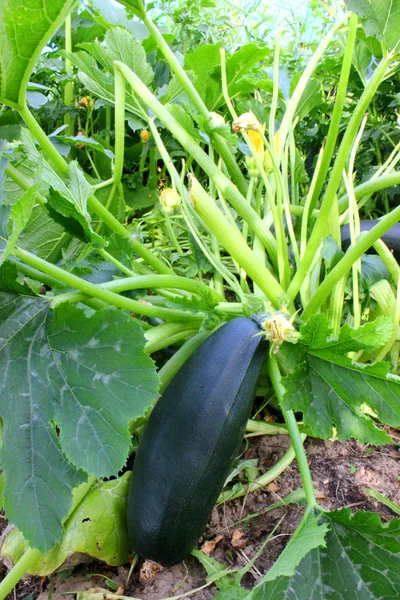Zucchine verdi — Foto Stock