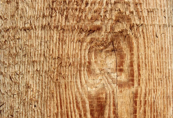 Longitudinal section of a tree trunk — Stock Photo, Image