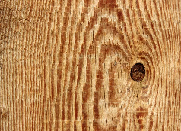 Longitudinal section of a tree trunk — Stock Photo, Image