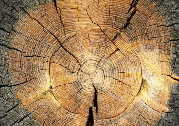 Longitudinal section of a tree trunk — Stock Photo, Image