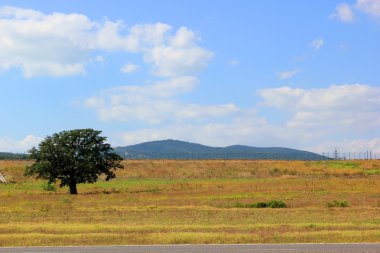 Yalnız ağaç ayakta