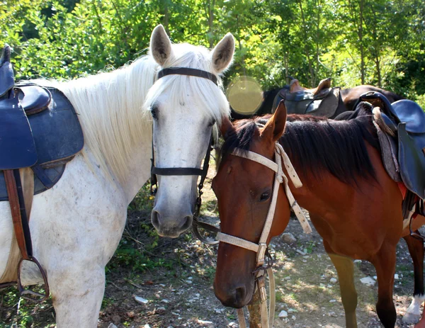 Los dos caballos — Foto de Stock