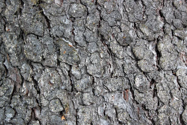 Bark of the tree — Stock Photo, Image