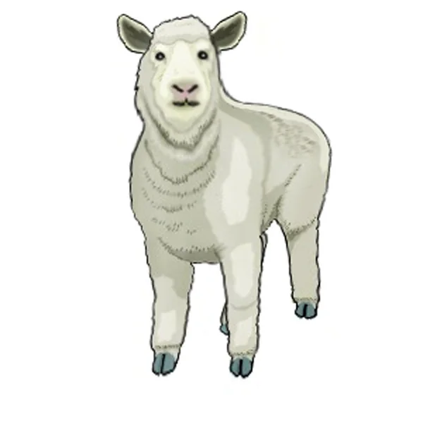 Imagem de ovelha em um fundo branco — Vetor de Stock
