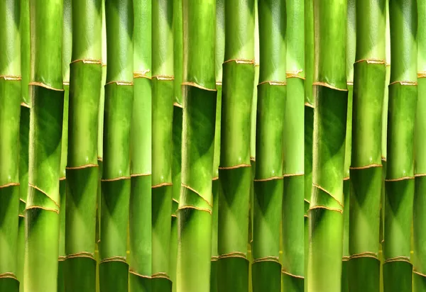 Bamboo stems (background, texture) — Stock Photo, Image