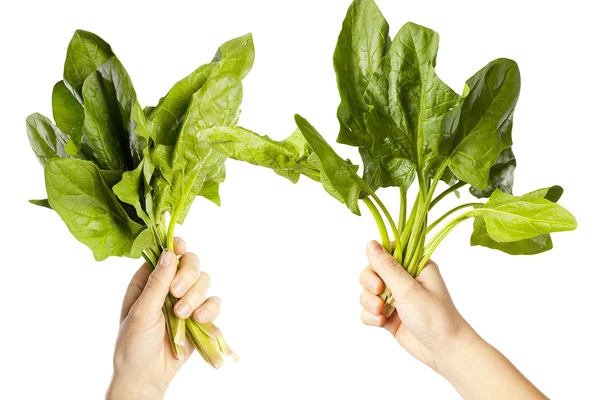 Handen met een bladeren chards — Stockfoto