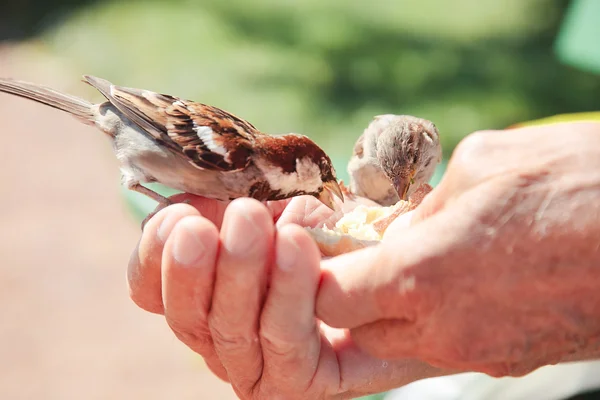 Pássaros comendo pão sobre mão de homem velho em um parque . — Fotografia de Stock