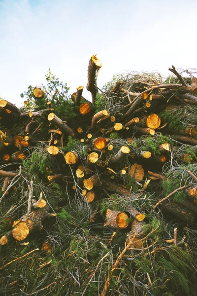 Logs piled of pine trees. — Stock Photo, Image