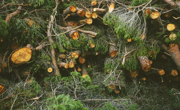 Logs empilhados de pinheiros . — Fotografia de Stock