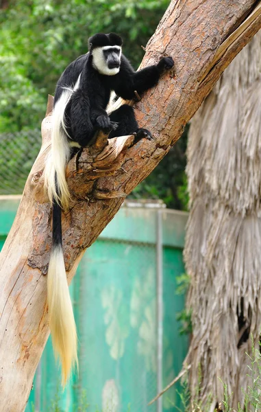 Colobus apa. — 图库照片