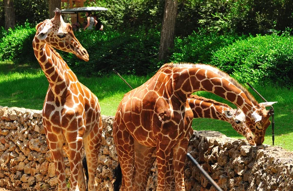 Giraffes. — Stock Photo, Image